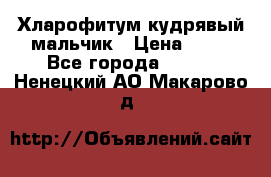 Хларофитум кудрявый мальчик › Цена ­ 30 - Все города  »    . Ненецкий АО,Макарово д.